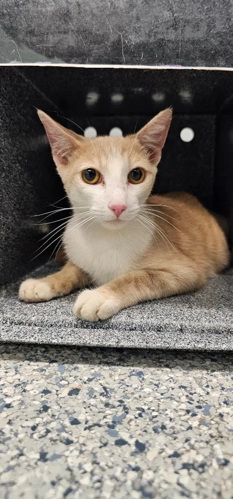 A young small-sized male Domestic Short Hair cat named Cheerio for adoption in Athens, TN