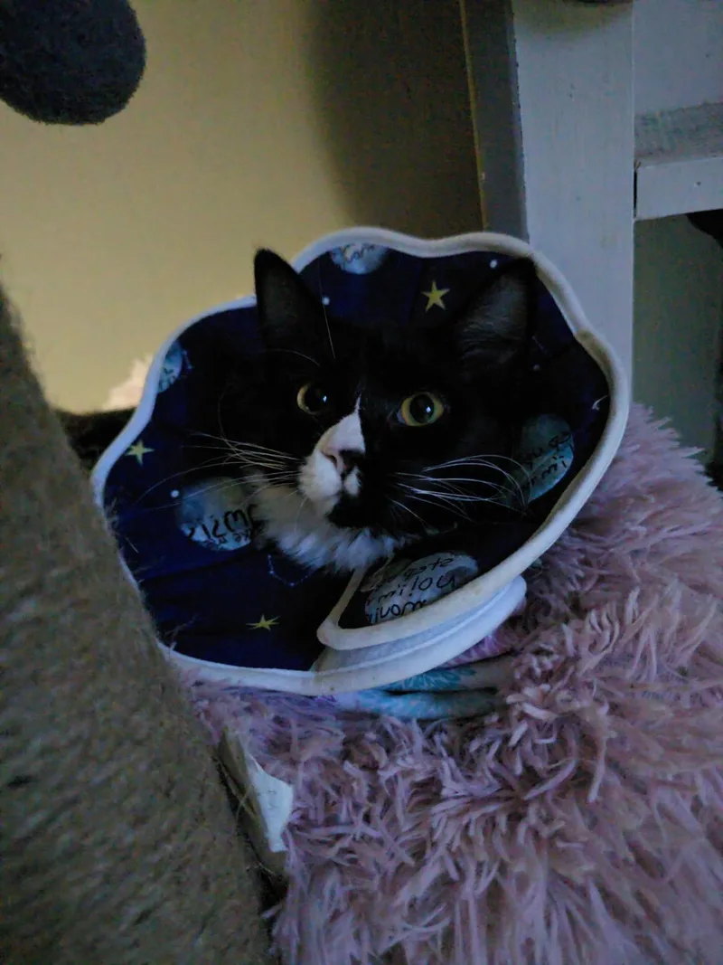 Bella thumbnail 2