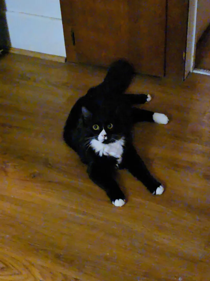 A young medium-sized female Black & White / Tuxedo Domestic Long Hair cat named Bella for adoption in Mulino, OR