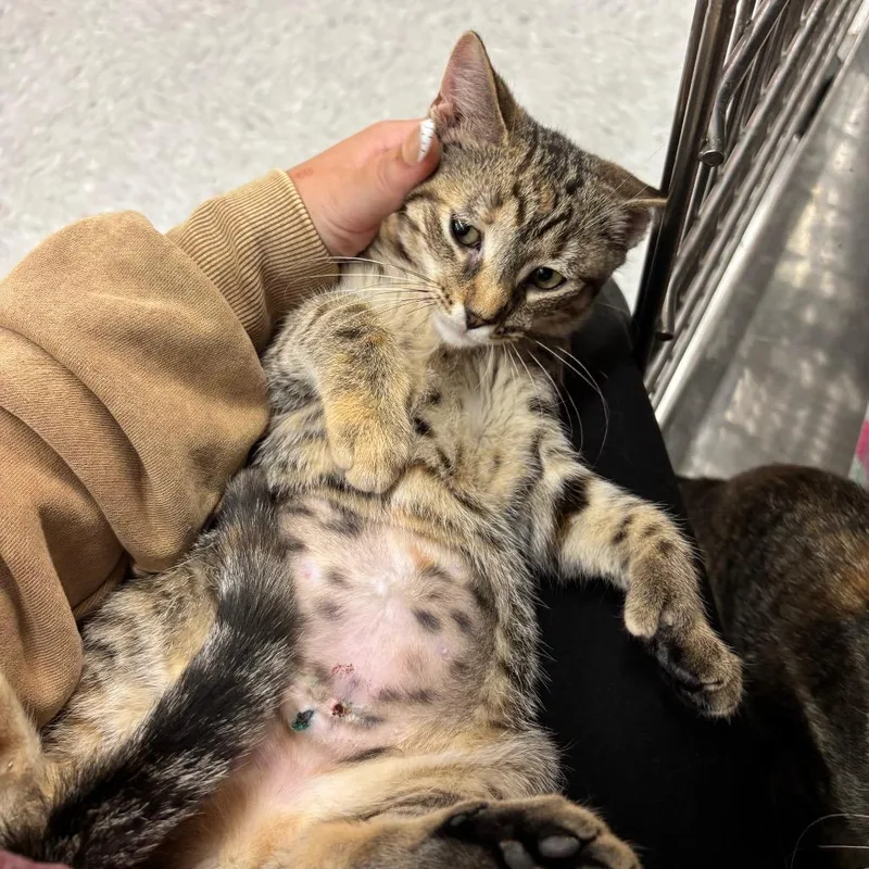 A baby small-sized female Black Domestic Short Hair cat named Breena for adoption in Hamburg, NY