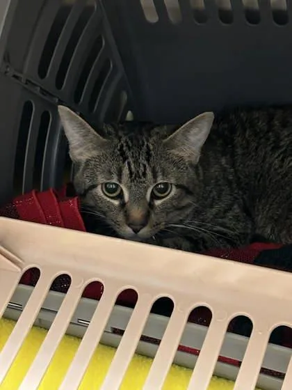 A young large-sized male Domestic Short Hair cat named Tapas for adoption in Munster, IN