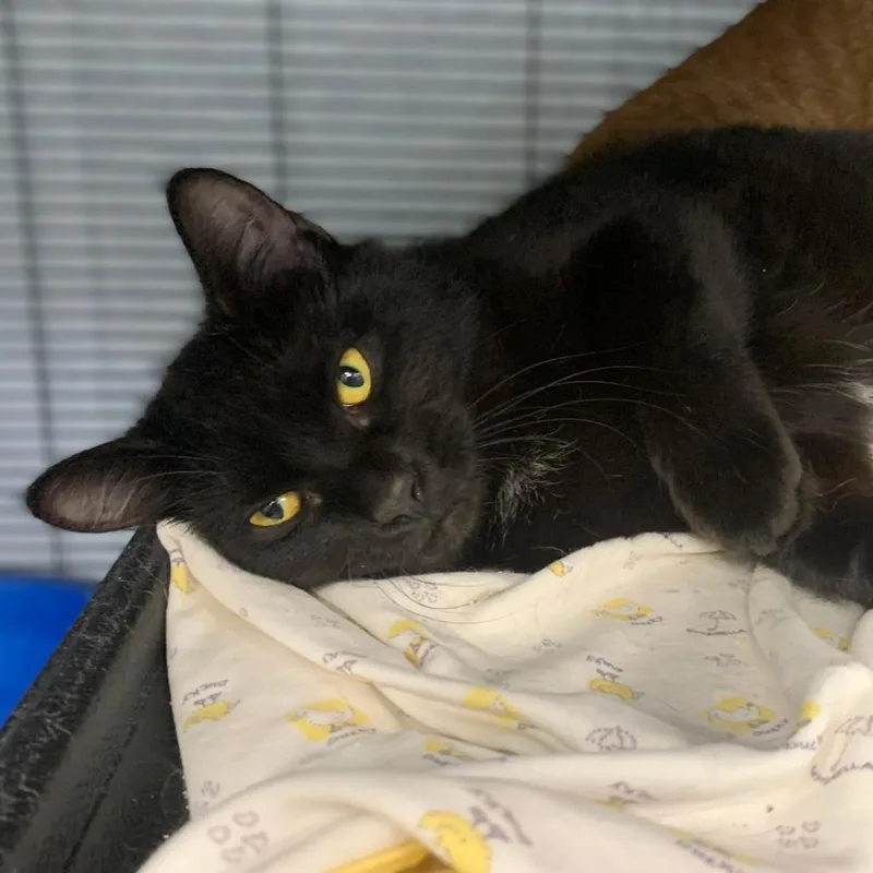 A young medium-sized female Black Domestic Short Hair cat named Sammie for adoption in Monroe, MI