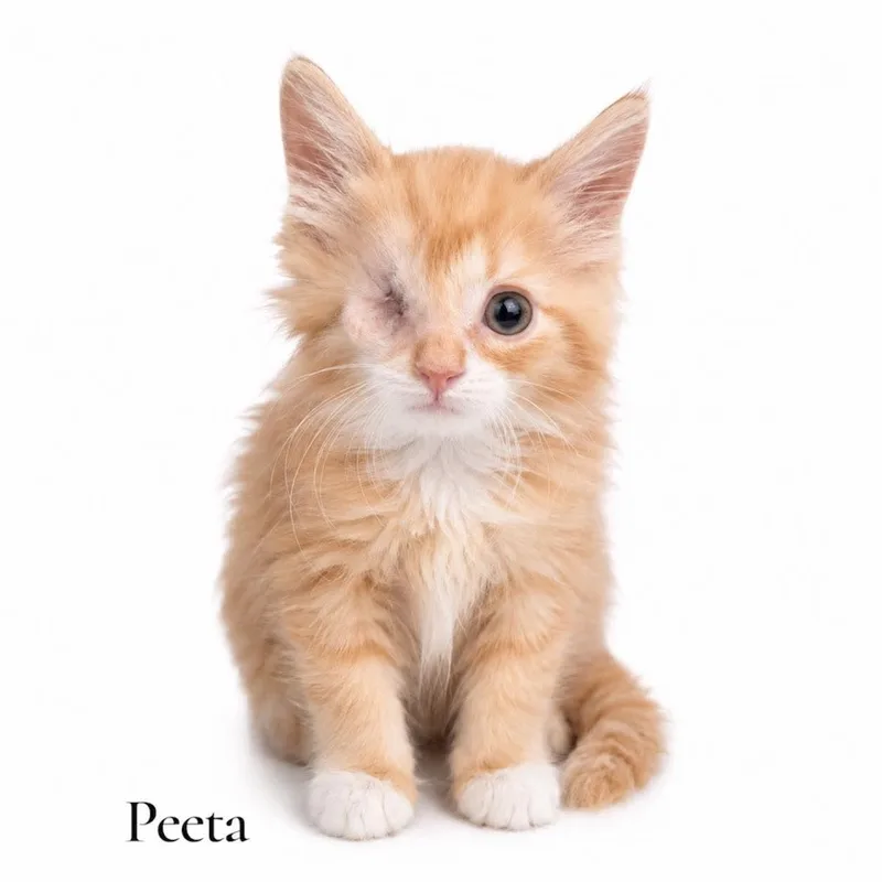 A baby medium-sized male Orange & White Domestic Long Hair cat named Peeta for adoption in Stevensville, MI