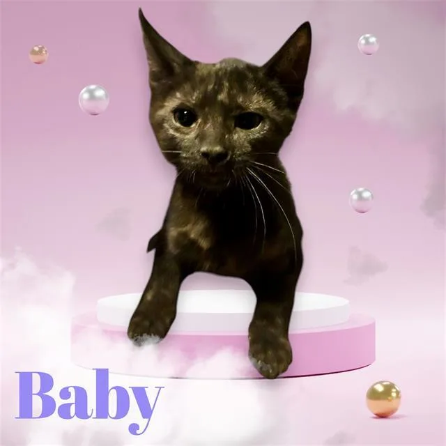 A baby small-sized female Domestic Short Hair cat named Baby for adoption in Visalia, CA