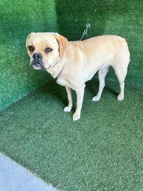 A young small-sized female Pug dog named Laura for adoption in Lancaster, CA
