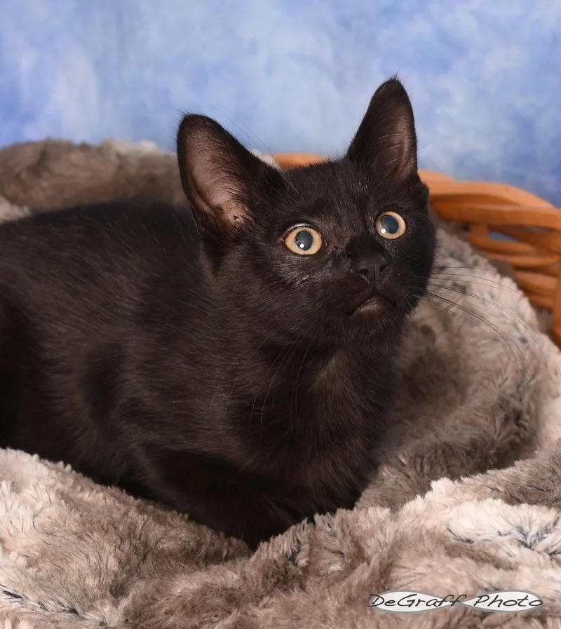 A baby medium-sized male Black Domestic Short Hair cat named Kaiser for adoption in Pittsboro, NC