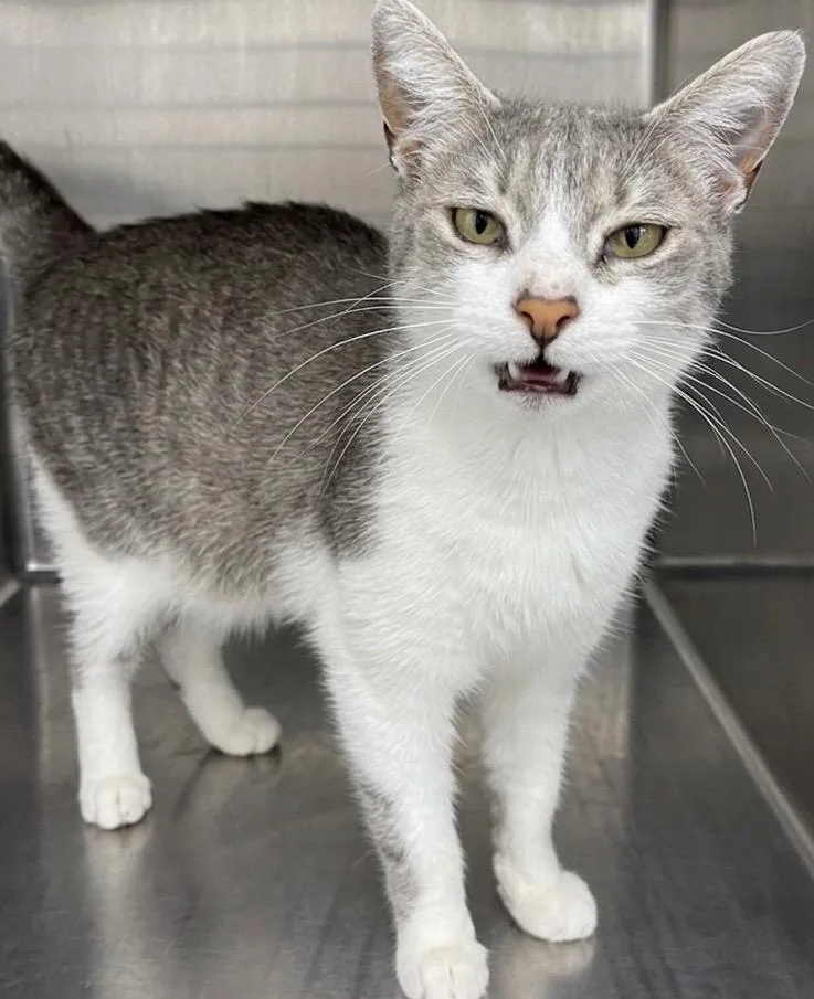 A young small-sized female Domestic Short Hair cat named Dutchess for adoption in Hartsville, SC