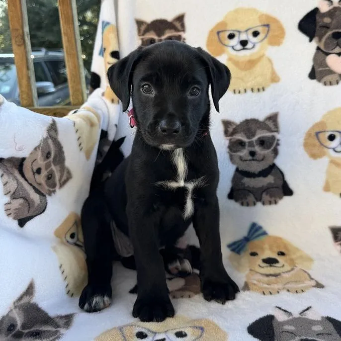 A baby small-sized female Black Terrier dog named Rapala for adoption in Carencro, LA