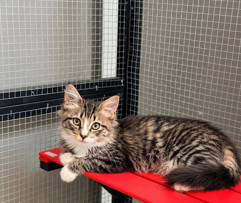A baby medium-sized female Domestic Medium Hair cat named Nala for adoption in Lodi, CA