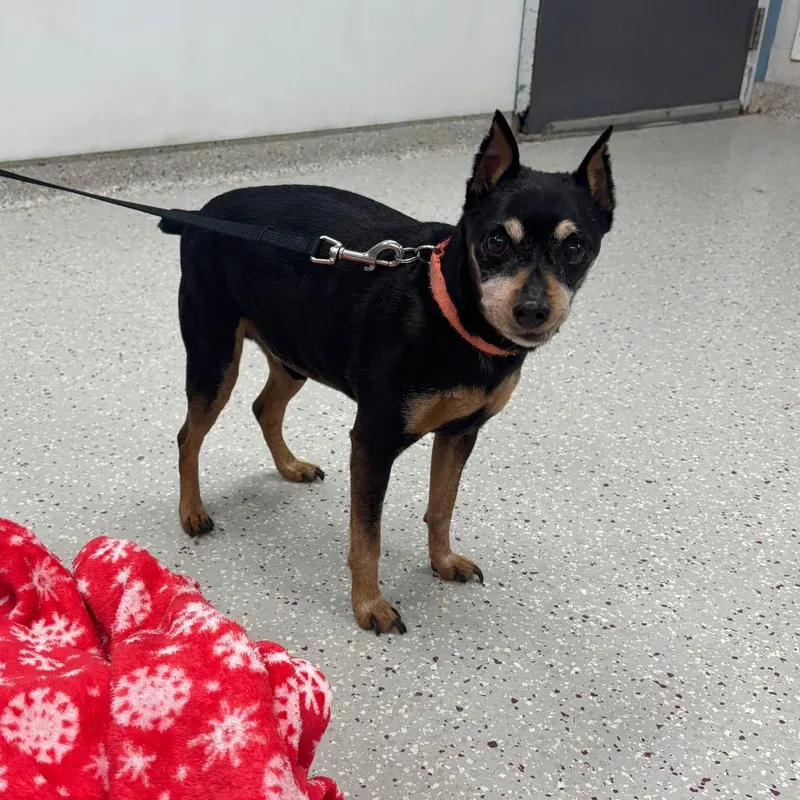 A senior small-sized male Black Miniature Pinscher dog named Max for adoption in Indianapolis, IN