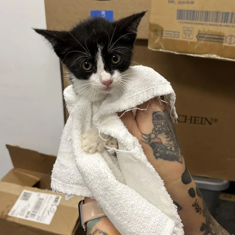 A baby small-sized female Black Domestic Short Hair cat named Truffles for adoption in Dickinson, TX