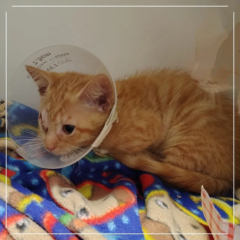 A baby small-sized male Orange / Red Domestic Short Hair cat named Kraft Single for adoption in Dearborn, MI