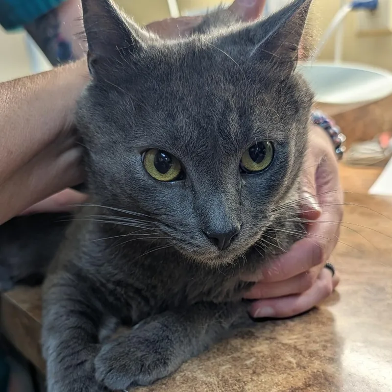An adult medium-sized male Gray / Blue / Silver Domestic Short Hair cat named Oslo for adoption in New York, NY