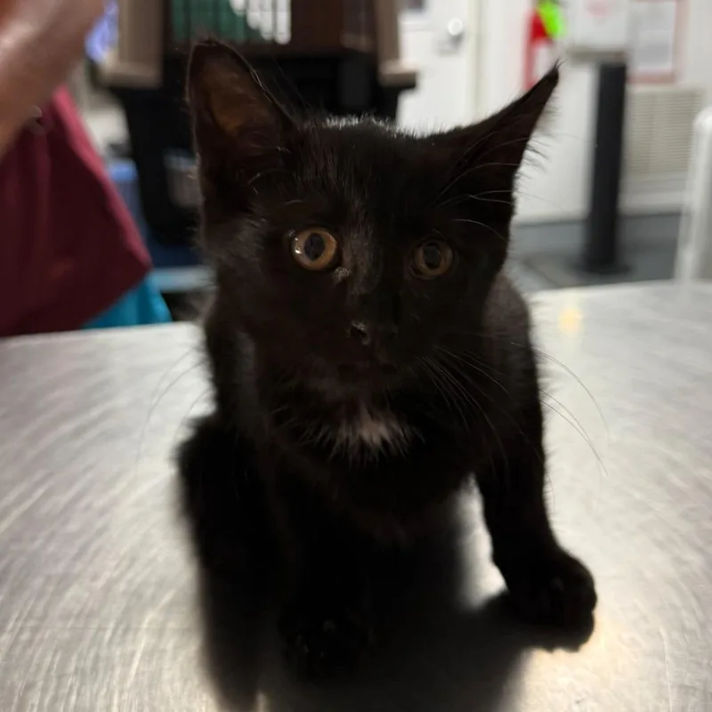 A baby small-sized female Domestic Short Hair cat named Dahlia for adoption in Ewing, NJ