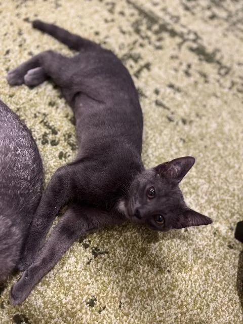 A baby medium-sized female Domestic Short Hair cat named Sharper Image for adoption in Cincinnati, OH