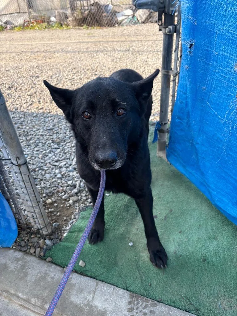 A senior large-sized female German Shepherd Dog dog named Gracie for adoption in Newman, CA