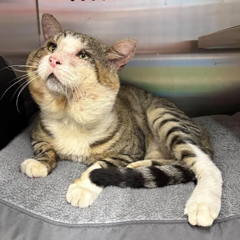 A senior large-sized male Brown / Chocolate Domestic Short Hair cat named Dr. Sweet Houston for adoption in Denver, CO