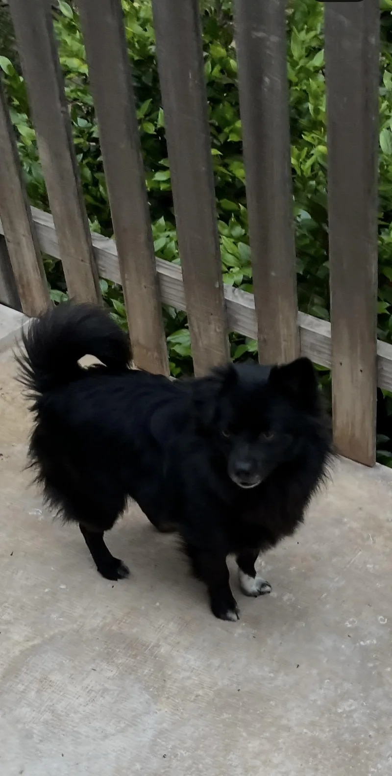 An adult small-sized male Pomeranian dog named Norman for adoption in Yuba city, CA