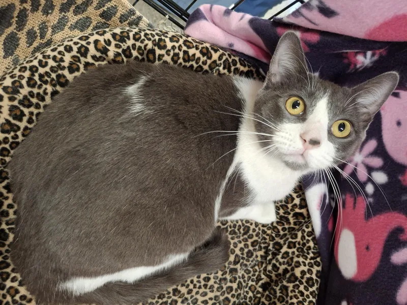 A baby medium-sized female Gray / Blue / Silver Russian Blue cat named :::holly::: for adoption in Yorba Linda, CA