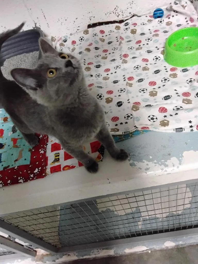 A baby medium-sized female Domestic Short Hair cat named Fumar for adoption in Ada, OK