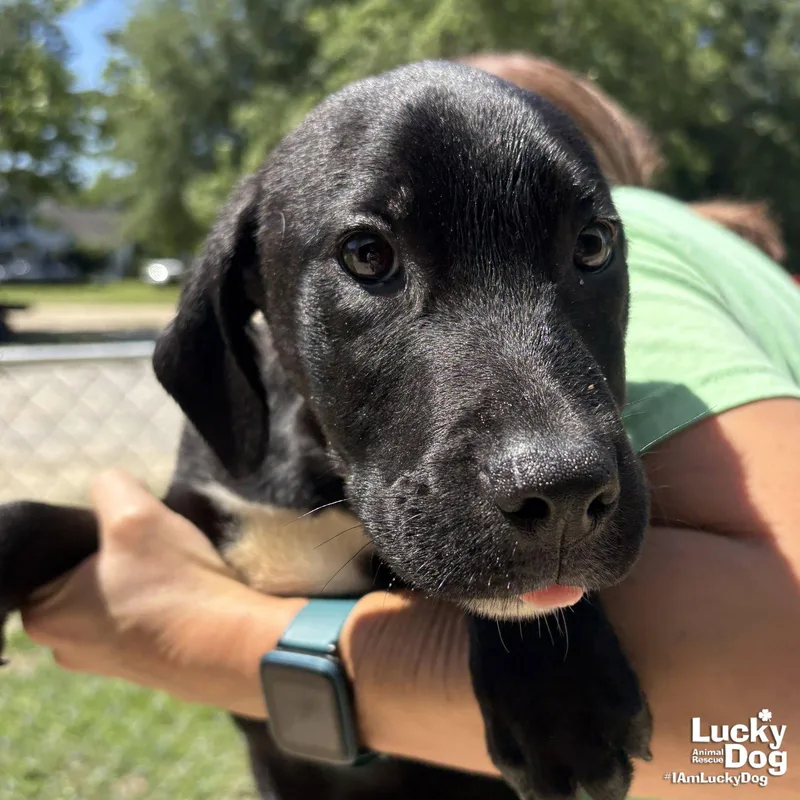 A baby medium-sized male Labrador Retriever dog named Vader for adoption in Washington, DC