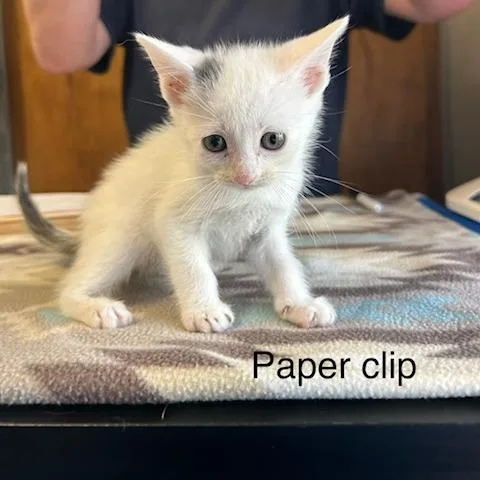 A baby small-sized female White Domestic Short Hair cat named Paperclip for adoption in Knoxville, TN