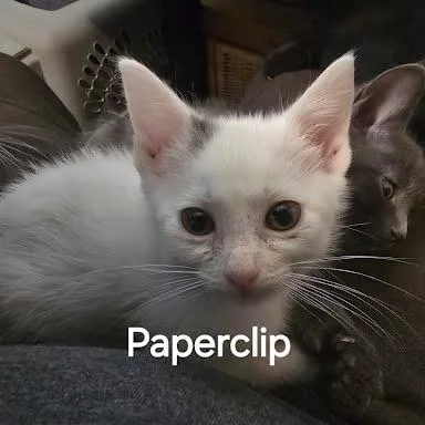 Paperclip thumbnail 2