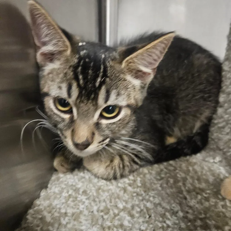A baby small-sized male Brown / Chocolate Domestic Short Hair cat named Randy for adoption in Grantsville, UT