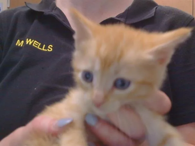 A baby small-sized female Domestic Short Hair cat named Colby for adoption in Sacramento, CA