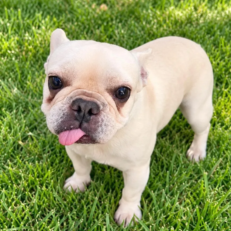 An adult small-sized female Apricot / Beige French Bulldog dog named Tilly for adoption in Baytown, TX