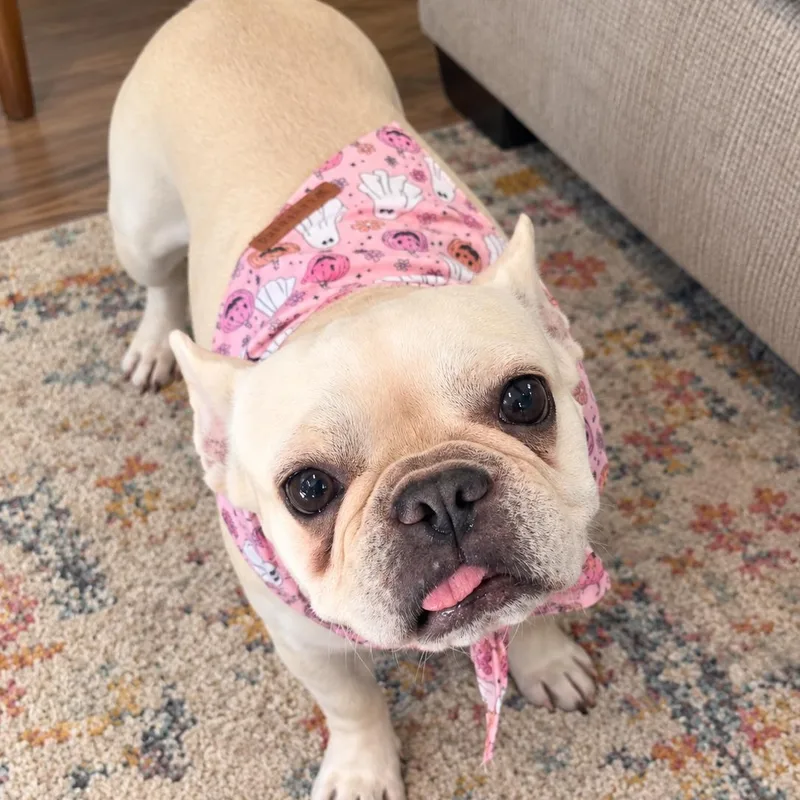 Tilly thumbnail 5