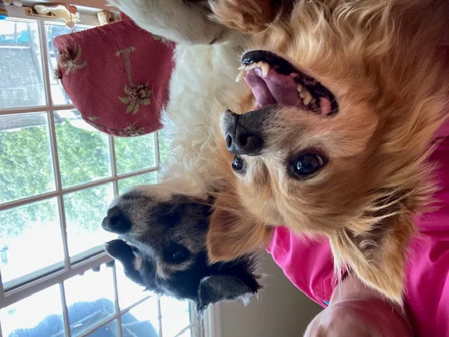 A senior small-sized male Red / Chestnut / Orange Pekingese dog named Archie And Mabel for adoption in Irmo, SC