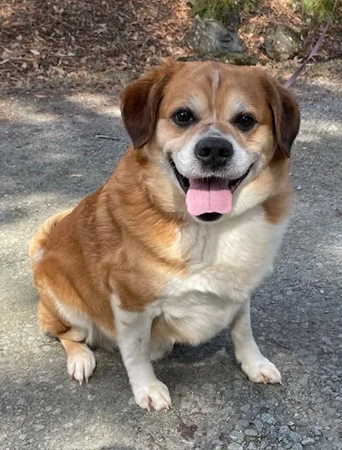 An adult medium-sized male Puggle dog named Alfred for adoption in Honesdale, PA