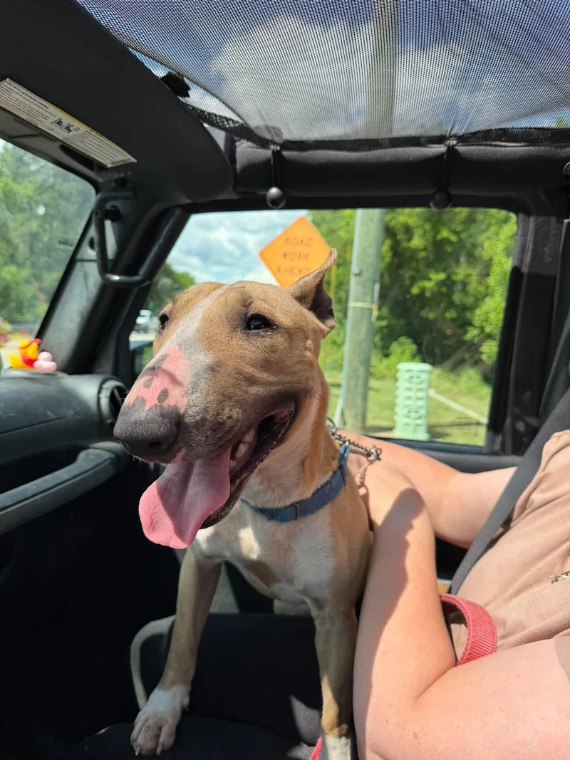 An adult medium-sized female Bull Terrier dog named Licorice aka Effy for adoption in New York, NY