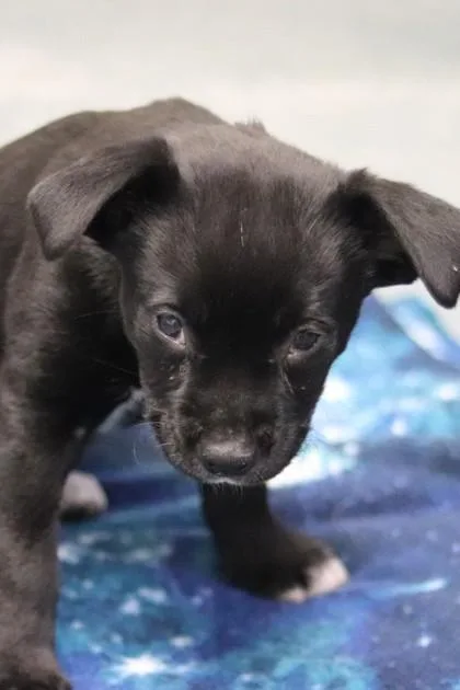 A baby small-sized female Mixed Breed dog named Belle for adoption in Walla Walla, WA