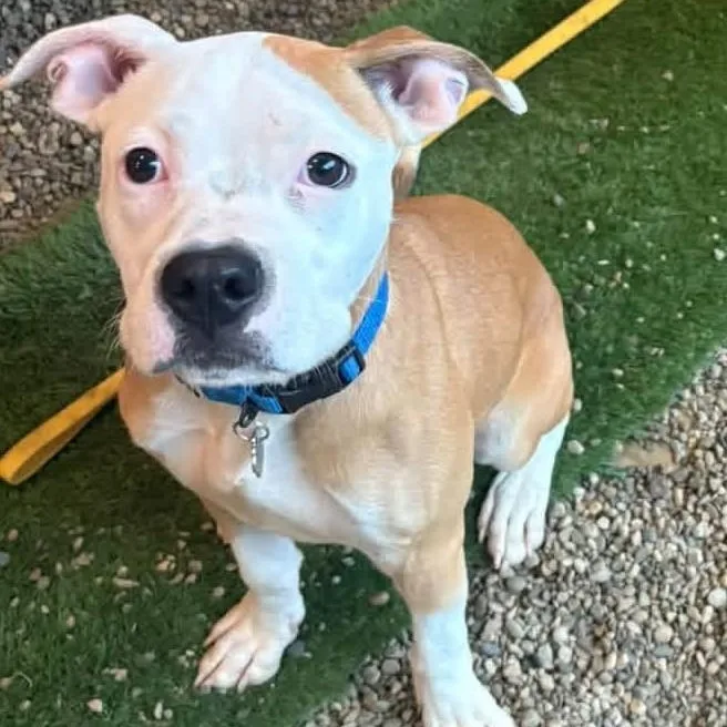 A young medium-sized male Pit Bull Terrier dog named Tots for adoption in Grafton, OH