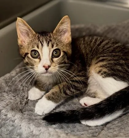 A young small-sized male Domestic Short Hair cat named Twix for adoption in Missoula, MT