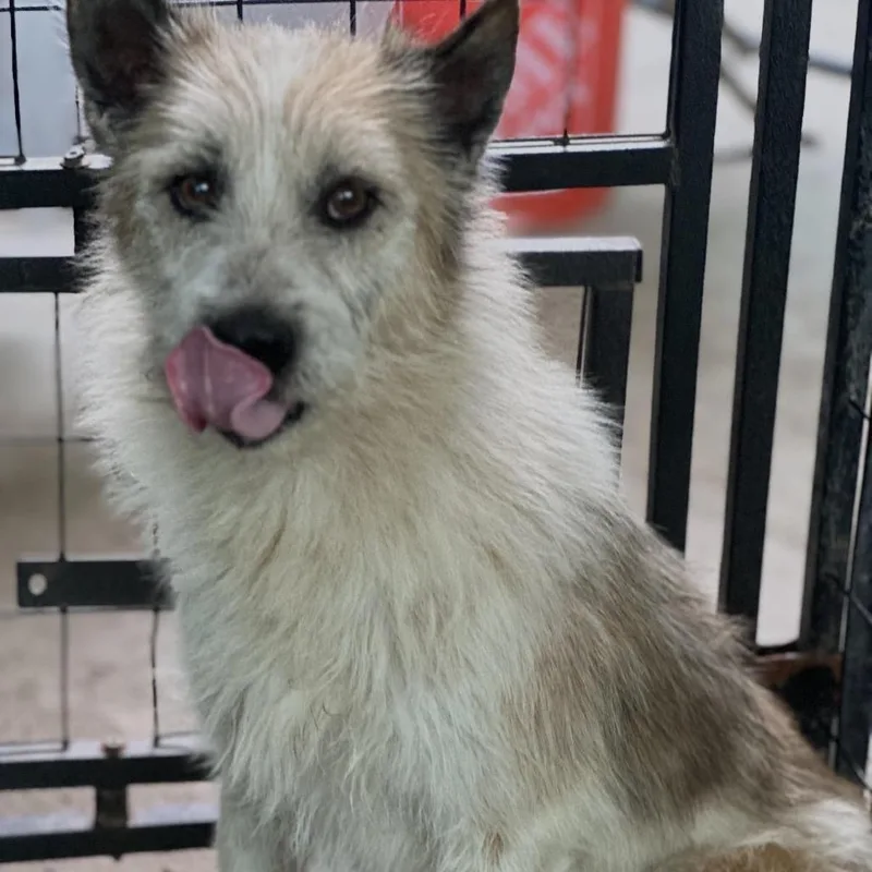An adult medium-sized male Yellow / Tan / Blond / Fawn Terrier dog named Spike for adoption in Sonoma, CA