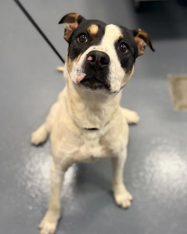 A young medium-sized male Pit Bull Terrier dog named Jarjar Barks for adoption in Canton, GA