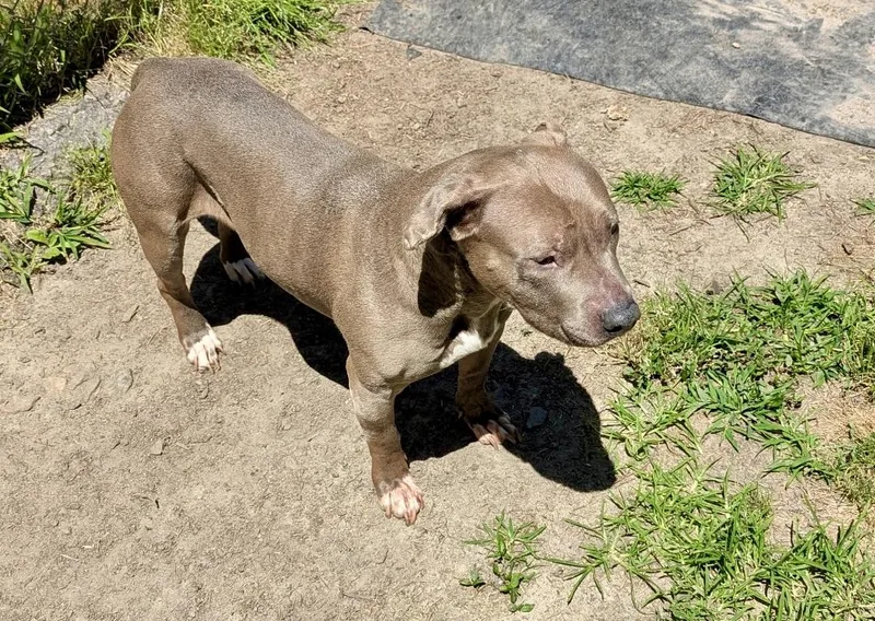 A senior medium-sized female Brown / Chocolate Pit Bull Terrier dog named Zora for adoption in Petersburg, VA
