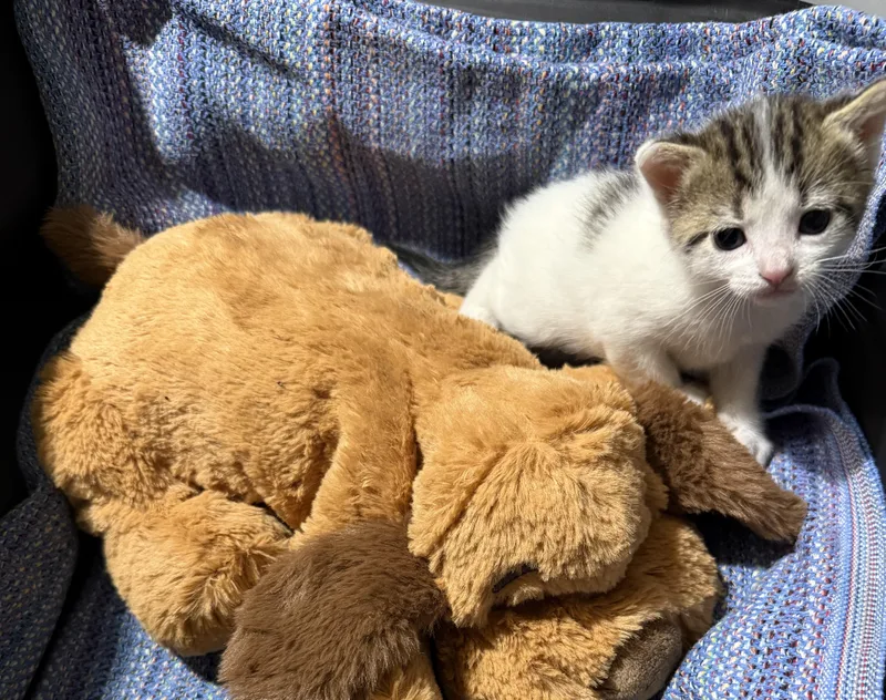 A baby medium-sized female Tabby (Brown / Chocolate) Domestic Short Hair cat named Cinder for adoption in Fredericksburg, VA