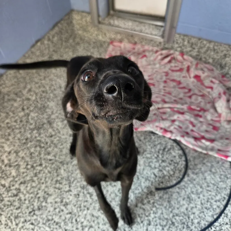 A young medium-sized female Black Whippet dog named Winslet for adoption in Madisonville, TN