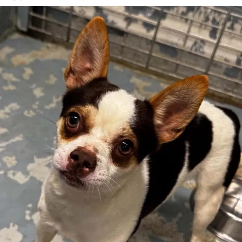 A young small-sized male Brown / Chocolate Chihuahua dog named Rollick for adoption in Washington, DC