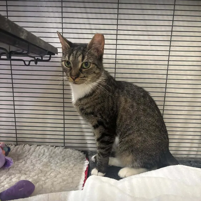 An adult medium-sized female Brown / Chocolate Domestic Short Hair cat named Embers for adoption in Manheim, PA