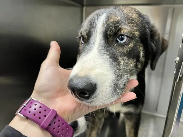 A baby large-sized female Siberian Husky dog named Mildred for adoption in Sioux City, IA