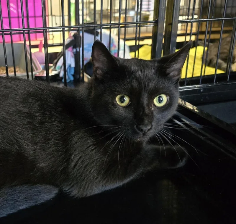 An adult medium-sized male Black Domestic Short Hair cat named Salem for adoption in Southbury, CT
