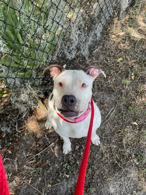 A young large-sized female Pit Bull Terrier dog named Tamara for adoption in Saint Cloud, FL