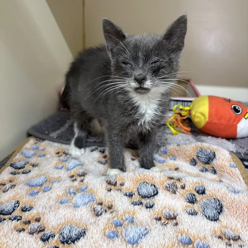 A baby small-sized female Gray / Blue / Silver Domestic Short Hair cat named Sizzle for adoption in Hinesville, GA