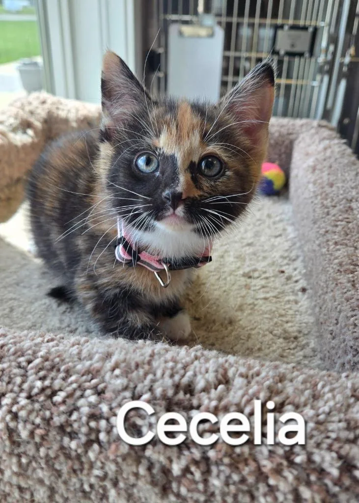 A baby small-sized female Domestic Short Hair cat named Cecelia for adoption in Sidney, OH