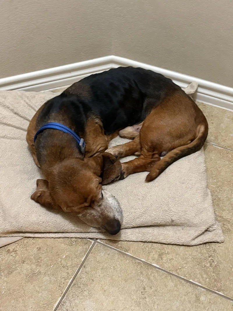 A senior large-sized male Basset Hound dog named Doc for adoption in Grapevine, TX